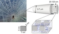 Bildausschnitt oben links zeigt eine Spinne in ihrem Netz, Bildausschnitt rechts oben zeigt den Querschnitt eines 2,7 Mikrometer dicken Fadens des Netzes im Schema, der wiederum aus Fäden besteht, Bildausschnitt unten zeigt den Aufbau der innneren Fäden, deren Größe sich im Nanobereich bewegt.