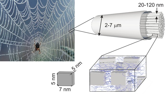 Bildausschnitt oben links zeigt eine Spinne in ihrem Netz, Bildausschnitt rechts oben zeigt den Querschnitt eines 2,7 Mikrometer dicken Fadens des Netzes im Schema, der wiederum aus Fäden besteht, Bildausschnitt unten zeigt den Aufbau der innneren Fäden, deren Größe sich im Nanobereich bewegt.