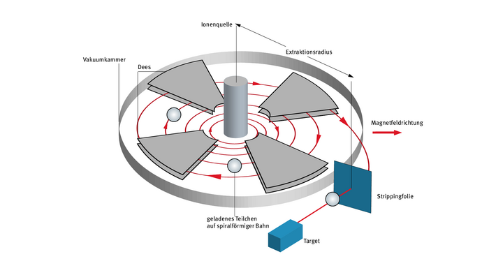 Schematischer Aufbau eines Zyklotrons. Ein Teilchen, dargestellt als Kugel, wird von einer stabförmigen Ionenquelle in der Mitte erzeugt. Es befindet sich dann in einer kreisrunden Vakuumkammer, an die ein Magnetfeld angelegt ist, und folgt einer spiralförmigen Bahn, auf der es beschleunigt wird. Dabei fliegt es durch vier schmale Metallkammern hindurch, den sogenannten Dees. Am äußeren Rand der Vakuumkammer tritt das Teilchen schließlich aus, fliegt durch eine Strippingfolie und trifft schließlich auf das Target.