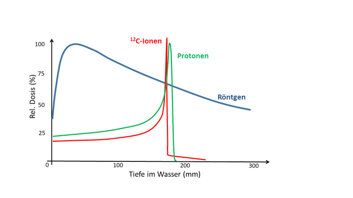 Die Grafik zeigt das Tiefenverteilung der Dosis für Protonen, Kohlenstoffionen und Röntgenstrahlen in Wasser: Das Dosismaximum von Röntgenstrahlung befindet sich relativ nah an der Eintrittsstelle, danach fällt die Dosis exponentiell ab. Ionen und Protonen geben erst am Ende ihrer Flugbahn – wenn sie langsam genug geworden sind – den Großteil ihrer Energie ab. 