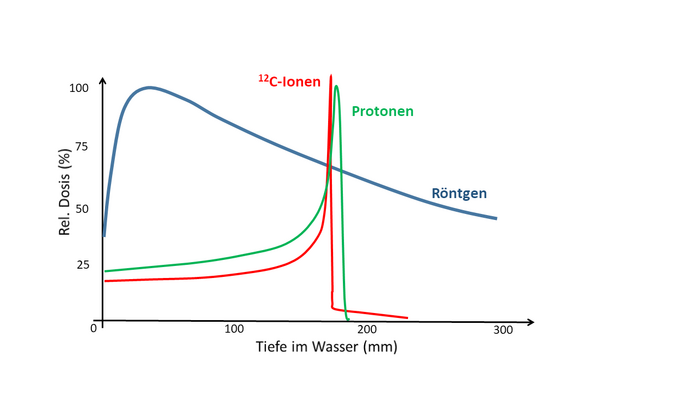 Die Grafik zeigt das Tiefenverteilung der Dosis für Protonen, Kohlenstoffionen und Röntgenstrahlen in Wasser: Das Dosismaximum von Röntgenstrahlung befindet sich relativ nah an der Eintrittsstelle, danach fällt die Dosis exponentiell ab. Ionen und Protonen geben erst am Ende ihrer Flugbahn – wenn sie langsam genug geworden sind – den Großteil ihrer Energie ab.