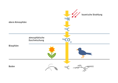 Die Grafik zeigt die Entstehung des radioaktiven Kohlenstoffs in der oberen Atmosphäre, wenn kosmische Strahlung auf Stickstoff trifft. Darunter sind symbolisch Pflanzen und Tiere gezeigt, die den Kohlenstoff aufnehmen, sowie Knochen und Pflanzenreste unter der Erde, bei denen der Kohlenstoffgehalt durch den radioaktiven Zerfall abnimmt.