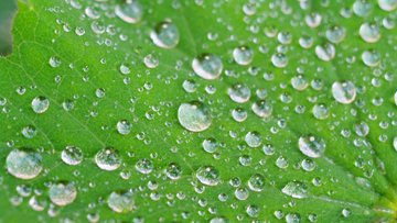 Blatt mit Wassertropfen