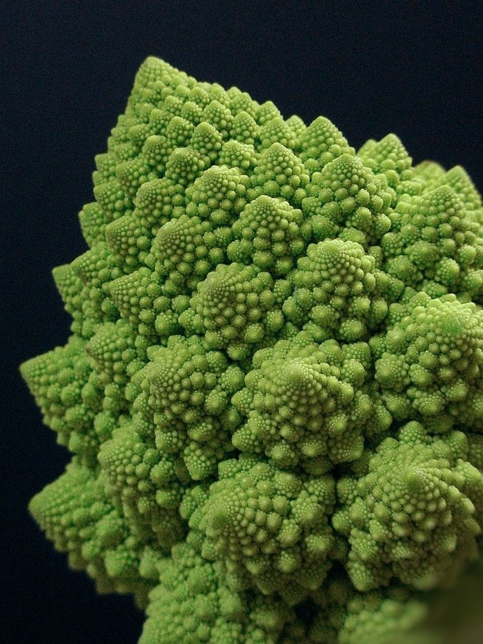 Romanesco-Broccoli Grünes Gewächs, das selbst kegelförmig ist und an der Oberfläche kegelförmige Auswüchse hat, die ihrerseits wieder von kegelförmigen Noppen bedeckt sind.