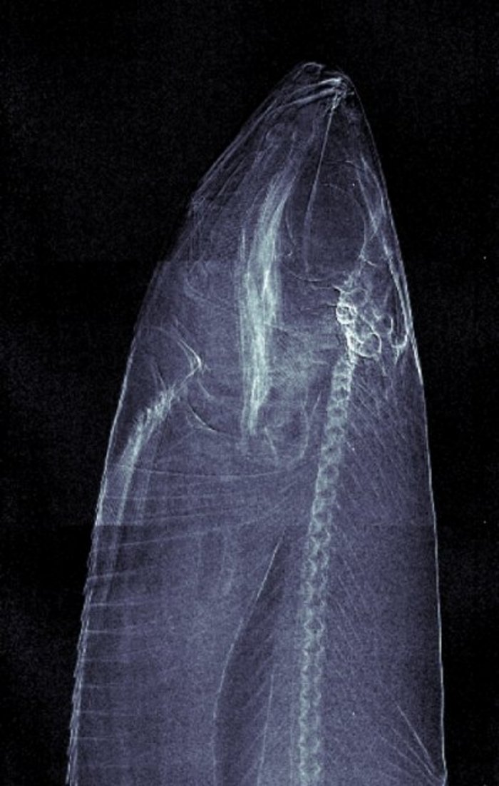 Dunkelfeld-Röntgenaufnahme eines Fisches