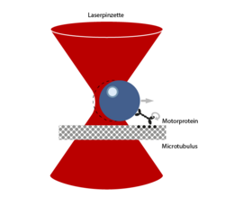 Experimente mit Laserpinzetten