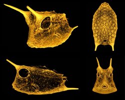 Gold eingefärbte Aufnahmen auf schwarzem Grund, die den Körper des Fisches mit zwei langen Hörnern am Kopf aus verschiedenen Perspektiven zeigen.