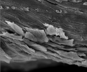 Diese Mikroskopaufnahme zeigt in Schwarz-Weiß eine blättrige Struktur aus mehreren, waagerecht verlaufenden Schichten.
