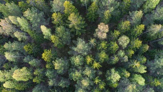 Wald aus der Vogelperspektive