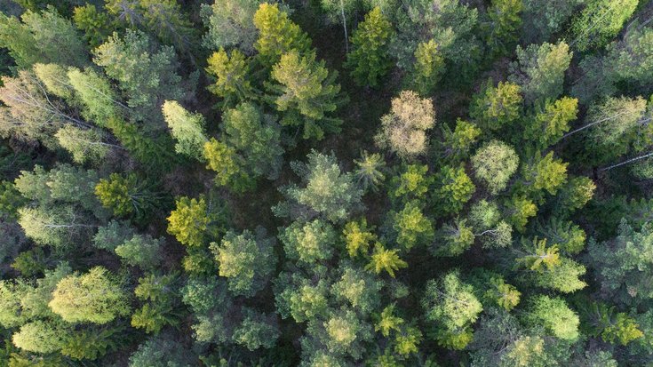 Wald aus der Vogelperspektive