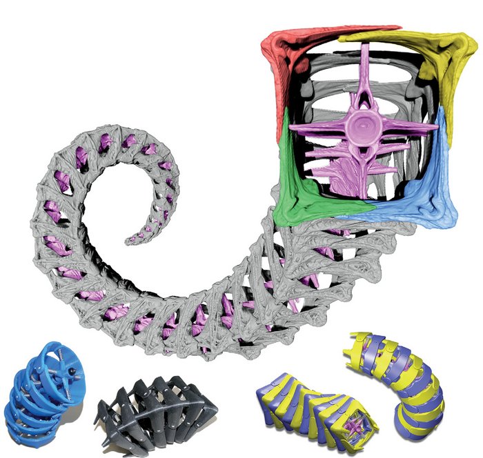 Quadratische und runde 3D-Modelle Verschiedene Modelle von Fischschwänzen, einige sind quadratisch, die anderen rund.