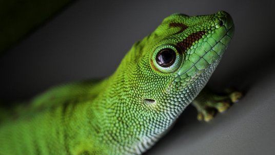 Grüner Gecko vor einem grauen Hintergrund