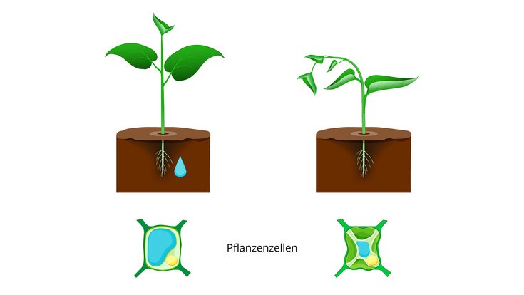 Schematische Gegenüberstellung zweier Pflanzen: links aufrecht mit Wasser im Boden und prallen Pflanzenzellen, rechts welk mit hängenden Blättern und geschrumpften Zellen. Die Grafik veranschaulicht den Zusammenhang zwischen Wassergehalt und Turgordruck.