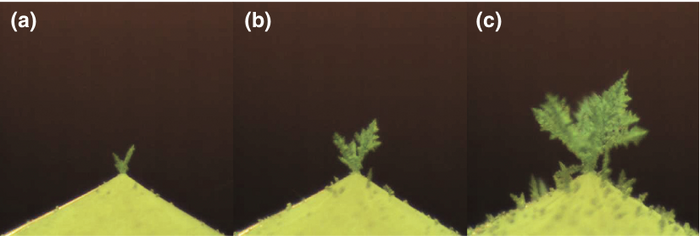 Auf drei Bildern eines gefrorenen Wassertropfens ist der zeitliche Verlauf der Kristallisation von Wasserdampf zu erkennen. Die Kristallisation beginnt an der gefrorenen Spitze und breitet sich zu feinen, baumartigen Eisstrukuren aus.