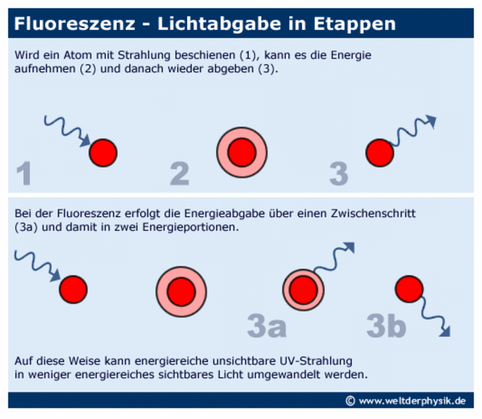 Text der Infografik: Wird ein Atom mit Strahlung beschienen, kann es die Energie aufnehmen und danach wieder abgeben. Bei der Fluoreszenz erfolgt die Energieabgabe über einen Zwischenschritt&nbsp; und damit in zwei Energieportionen.  Auf diese Weise kann energiereiche unsichtbare UV-Strahlung in weniger energiereiches sichtbares Licht umgewandelt werden.