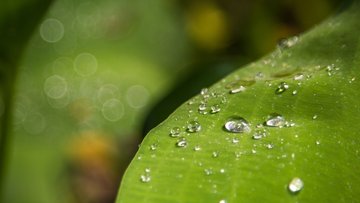 Wassertropfen auf dem Blatt einer Pflanze
