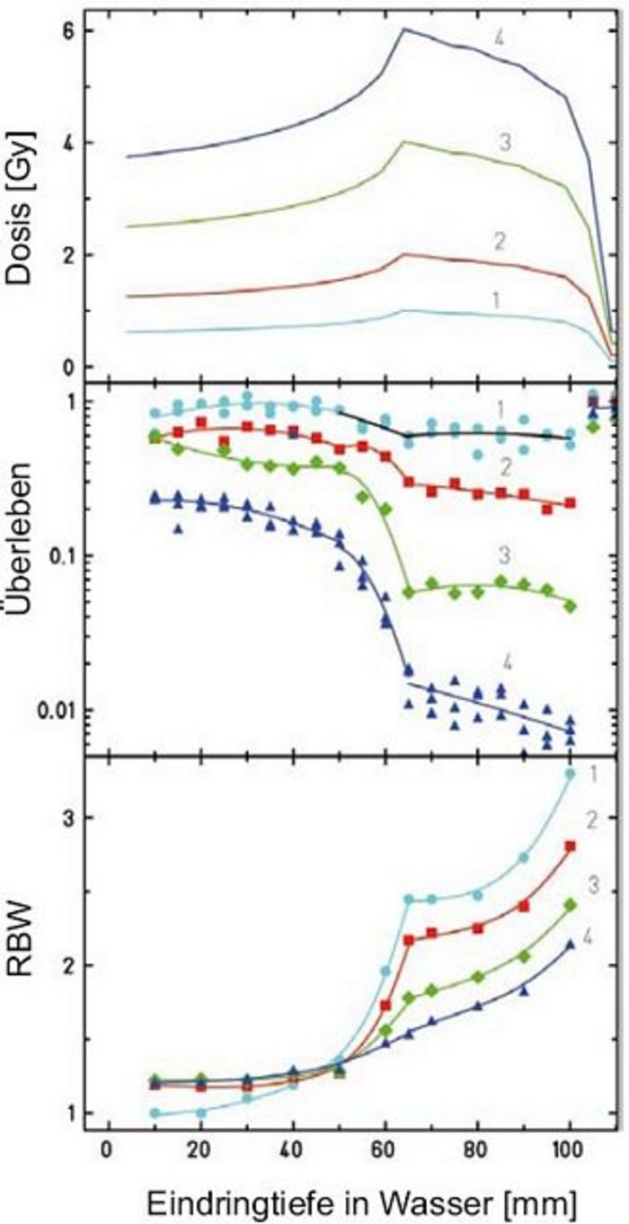 Tiefenanstieg der RBW Jeweils vier Kurven für verschiedene Dosiswerte übereinander, jeweils aufgetragen gegen die Reichweite in Wasser (mm). Grafik 1 (Dosis in Gy): Kurve1 beginnt bei circa 0,7 Gy, Kurve2 bei circa 1,2 Gy, Kurve3 bei circa 2,5 Gy, Kurve4 bei circa 3,8 Gy. Alle Kurven steigen leicht an bis auf 60 Millimeter Wassertiefe, fallen dann langsam ab bis zum steilen Ende für alle bei 110 Gy. Grafik 2 (Überleben, logarithmisch): Kurve1 liegt am höchsten von fast 1, fällt leicht ab mit Knick bei 60 Millimeter, bis auf circa 0,8 bei 100 Millimeter. Die anderen Kurven mit paralleler Form, zuunterst Kurve4 von 0,2 bis auf circa 0,007. Grafik 3 (RBW): Alle Kurven steigen konvex an mit Zwischenplateau bei 65 Millimeter Wassertiefe, von dort nochmal konvex bis 100 Millimeter. Kurve1 beginnt am niedrigsten bei 1, endet am höchsten bei circa 3,3, Kurve4 beginnt am höchsten bei circa 1,2, endet am niedrigsten bei circa 2,2. Schnittpunkt aller Kurven bei circa 50 Millimeter Wassertiefe.