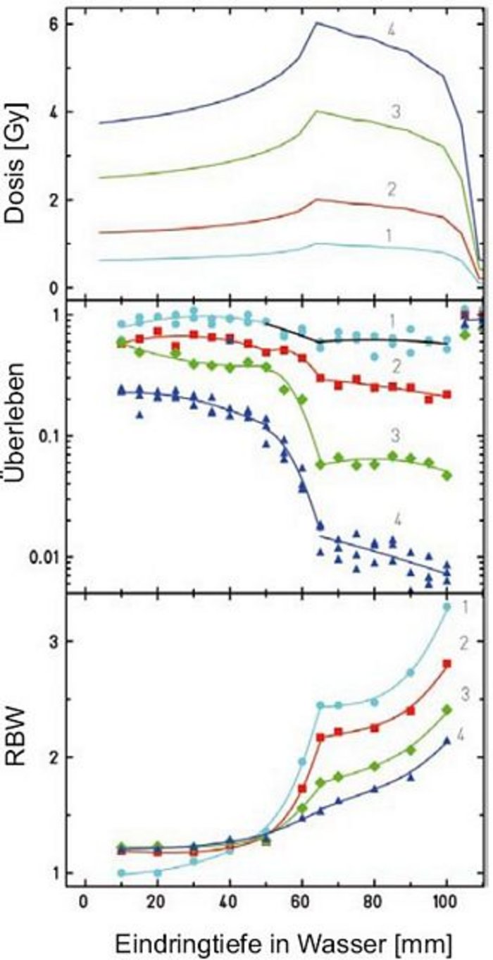 Jeweils vier Kurven für verschiedene Dosiswerte übereinander, jeweils aufgetragen gegen die Reichweite in Wasser (mm). Grafik 1 (Dosis in Gy): Kurve1 beginnt bei circa 0,7 Gy, Kurve2 bei circa 1,2 Gy, Kurve3 bei circa 2,5 Gy, Kurve4 bei circa 3,8 Gy. Alle Kurven steigen leicht an bis auf 60 Millimeter Wassertiefe, fallen dann langsam ab bis zum steilen Ende für alle bei 110 Gy.  Grafik 2 (Überleben, logarithmisch): Kurve1 liegt am höchsten von fast 1, fällt leicht ab mit Knick bei 60 Millimeter, bis auf circa 0,8 bei 100 Millimeter. Die anderen Kurven mit paralleler Form, zuunterst Kurve4 von 0,2 bis auf circa 0,007. Grafik 3 (RBW): Alle Kurven steigen konvex an mit Zwischenplateau bei 65 Millimeter Wassertiefe, von dort nochmal konvex bis 100 Millimeter. Kurve1 beginnt am niedrigsten bei 1, endet am höchsten bei circa 3,3, Kurve4 beginnt am höchsten bei circa 1,2, endet am niedrigsten bei circa 2,2. Schnittpunkt aller Kurven bei circa 50 Millimeter Wassertiefe.