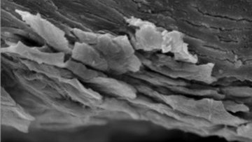 Diese Mikroskopaufnahme zeigt in Schwarz-Weiß eine blättrige Struktur aus mehreren, waagerecht verlaufenden Schichten.