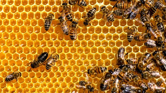 Aufnahme von Honigbienen, die auf einer Wabenstruktur sitzen.
