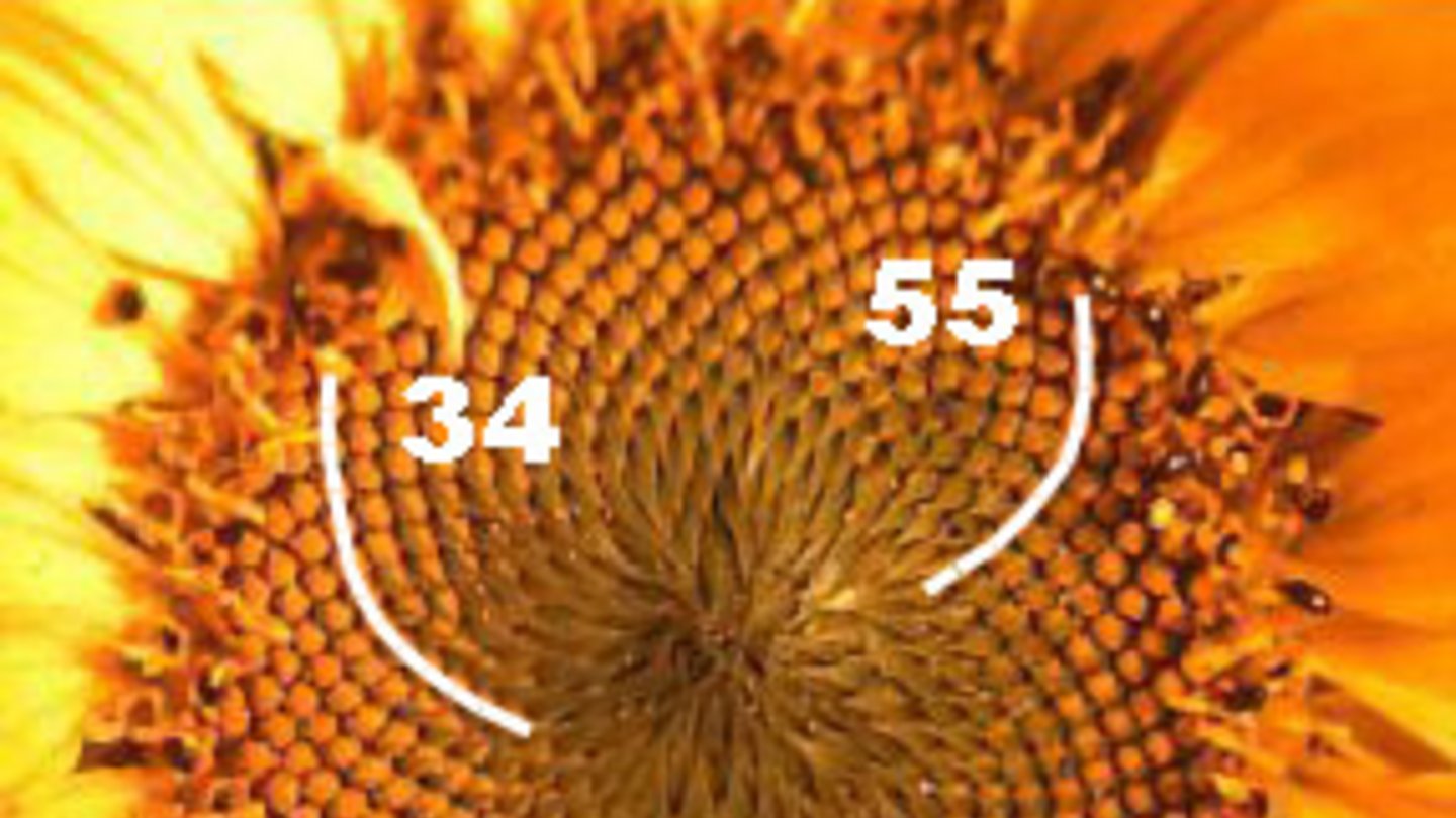 Welt der Physik Festkörperphysiker finden Goldenen Schnitt auch in der Quantenwelt