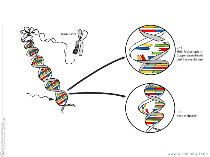 Grafik, die mögliche Schäden an der DNA darstellt, wie zum Beispiel Basenschäden oder Doppelstrangbruch.