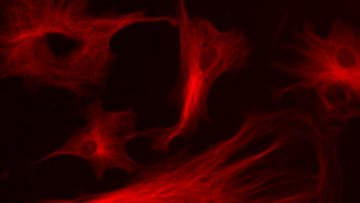 Rot leuchtende Zellen unter dem Mikroskop