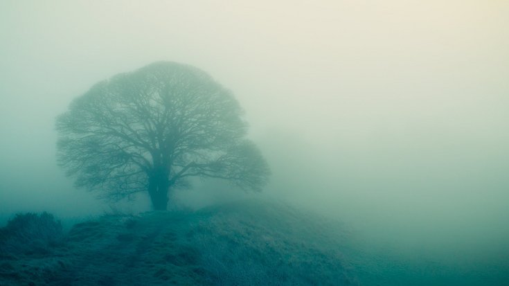 Baum im Nebel