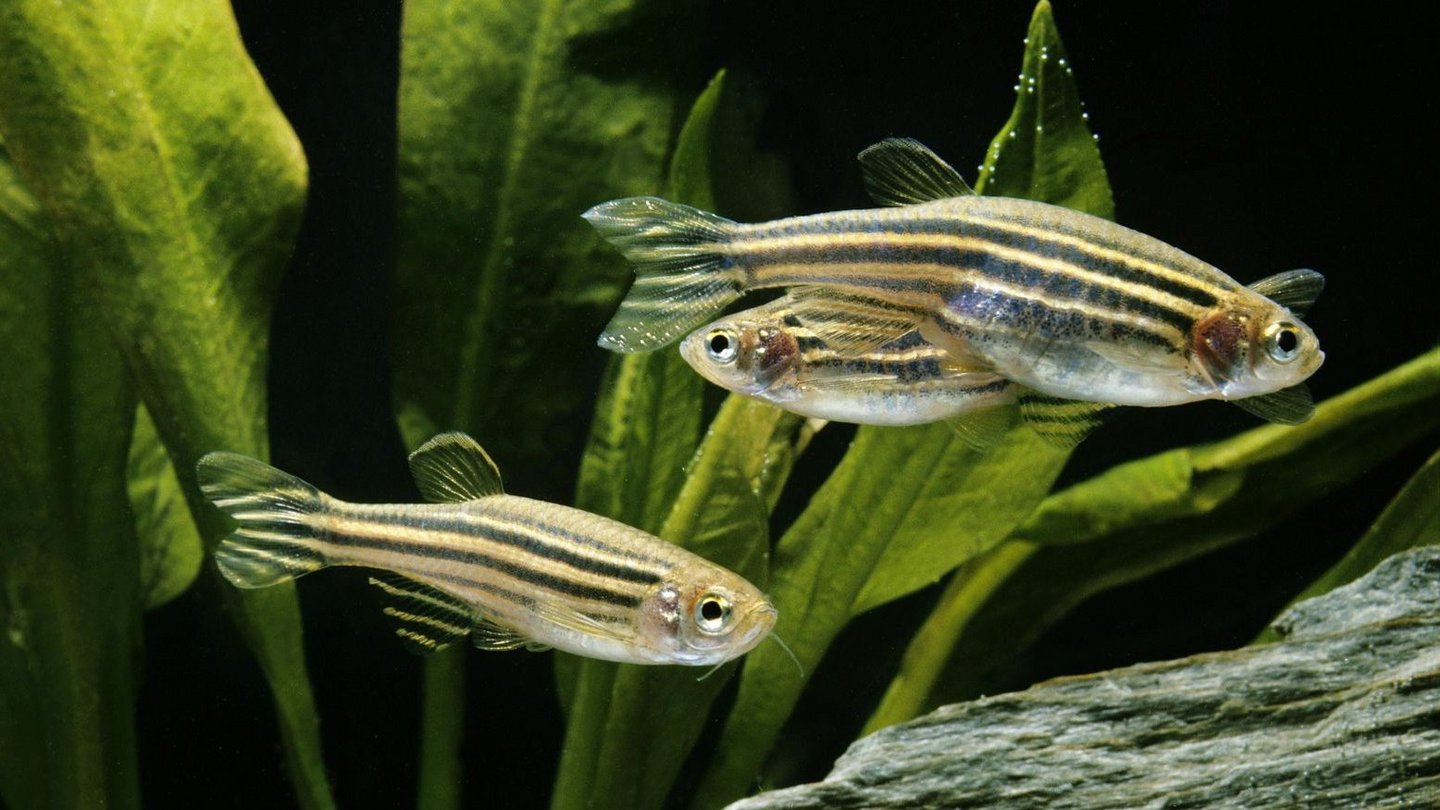 данио рерио. данио рерио аквариумная рыбка. рыбка данио рерио. данио рерио (брахиданио рерио). данио рерио вуалевый.