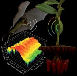 Echolot-Blatt lockt Fledermäuse an