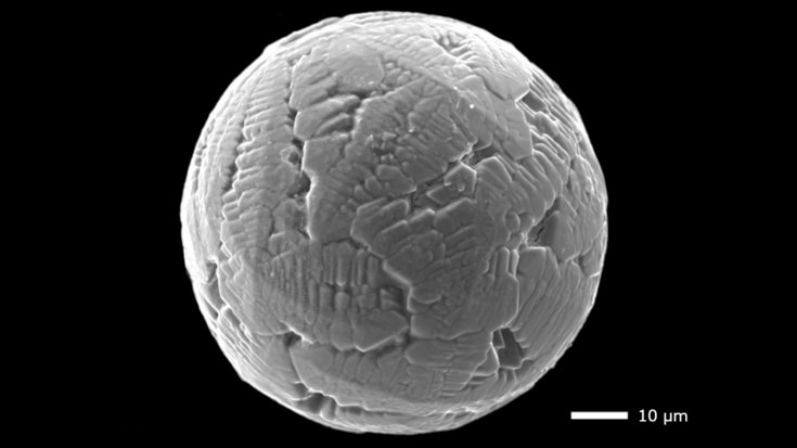 Schwarz-weiße Mikroskopaufnahme einer Kugel, deren Oberfläche von Furchen durchzogen ist
