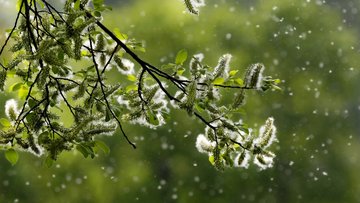 Der Zweig eines Baumes, an dessen Blüten Pollen wegfliegen.