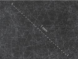 Dichtes Netzwerk aus sehr feinen weißen Linien auf dunklem Grund, ein Maßstab zeigt an, dass das gesamte Bild eine Länge von einem Millimeter in der Diagonalen zeigt.