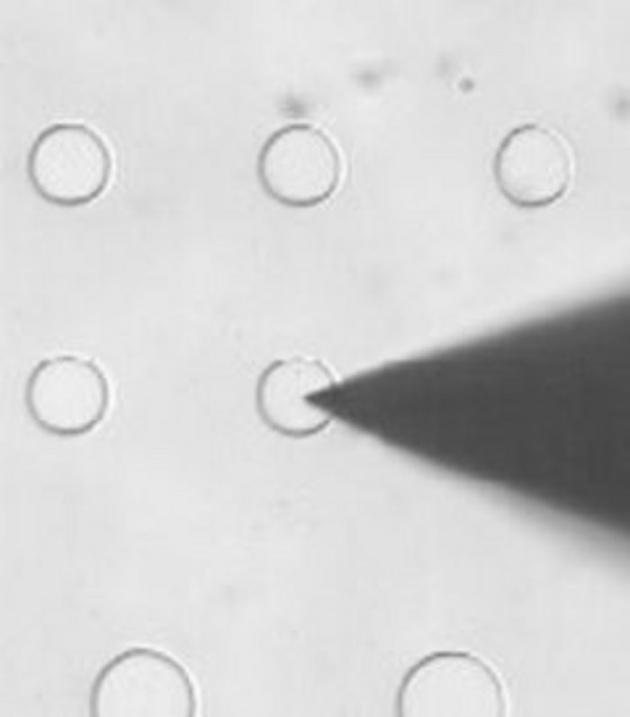 Messreihe von Mikroelektroden unter dem Mikroskop Schwarzweiß-Bild: Hellgraue Fläche mit scharf abgegrenzten Kreisen, sechs Stück in 3 Reihen. Auf einen ragt von rechts ein spitzer Schatten, die Mitte berührend.