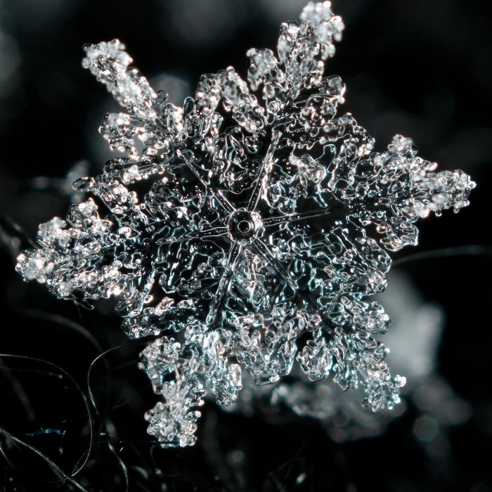 Keine Flocke gleicht der anderen Filigran verzweigt und an den Kanten im Licht glitzernd ist ein Eiskristall vor dunklem Hintergrund zu sehen.