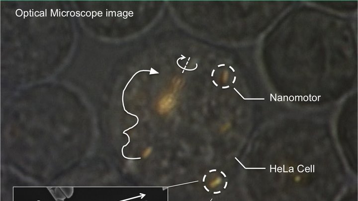 Kreisförmige Zelle, die mehrere goldfarbene Nanostäbchen einschließt. Die Bewegungen und Drehungen der Nanostäbchen sind durch Linien und Pfeile markiert.