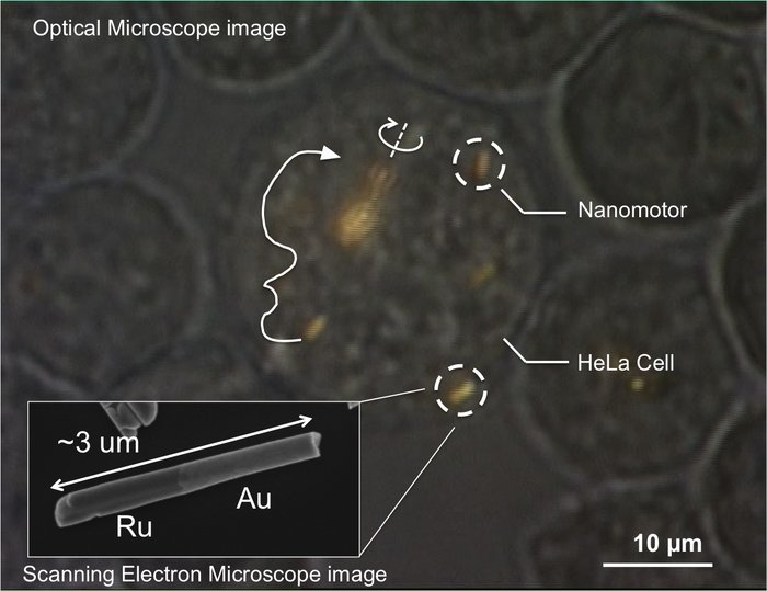 HeLa-Zelle mit Nanomotoren Eine große, kreisförmige Zelle in der Mitte, die von einigen kleineren Zellen umgeben ist. Die große Zelle schließt in ihrem Inneren mehrere goldfarbene Stäbchen ein, deren Bewegungen und Drehungen durch Pfeile und Linien markiert sind. Unten links die Vergrößerung eines Nanostäbchens, das an einem Ende aus Gold, am anderen aus Ruthenium besteht. Seine Form erinnert an eine Nadel.
