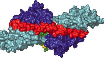 Struktur eines Muskelproteins