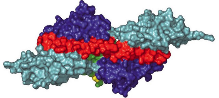 Ein komplexes Molekül, dessen symmetrischen oberen und unteren Teile durch eine rot gefärbte Zwischenschicht verbunden sind.