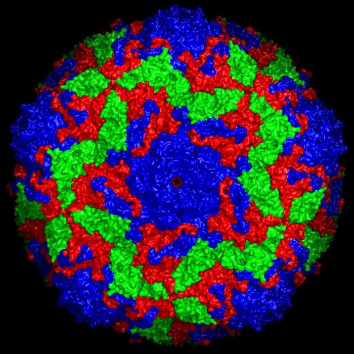 Oberflächenstruktur des Bovinen Enterovirus 2 Oberflächenstruktur des Bovinen Enterovirus 2