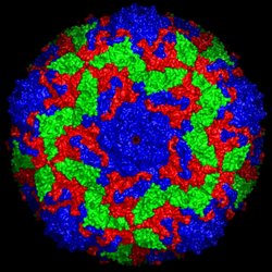 Oberflächenstruktur des Bovinen Enterovirus 2