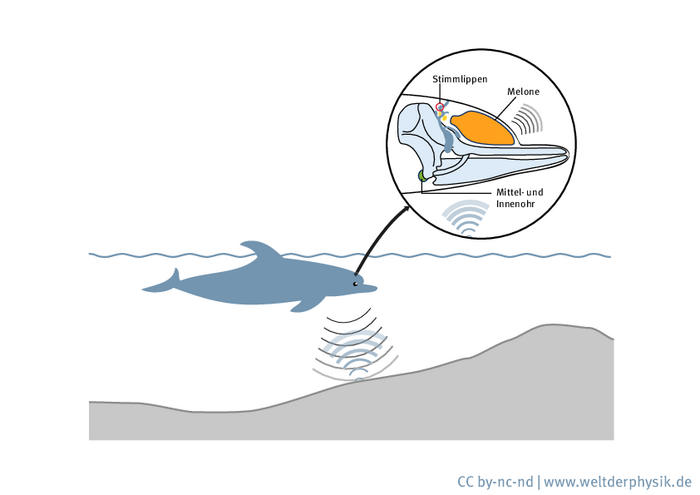 Natürliches Sonar Delfin schwimmt knapp unter dem Meeresspiegel. Er sendet einen Schallimpuls aus und empfängt eine Reflexion davon. Eigens vergrößert dargestellt ist ein Einblick in den Delfinkopf: Hinter der Stirn sitzt die sogenannte Melone, die zusammen mit dem Mittel- und Innenohr nahe der Kehle für die Wahrnehmung von Ultraschallechos verantwortlich ist.