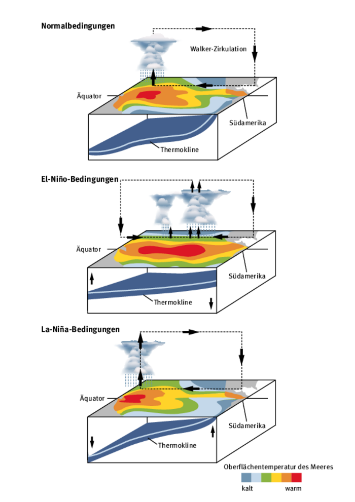 Dreiteilige Infografik. Es sind drei Querschnitte durch den Pazifik. Bei drei verschiedenen Bedingungen sind die Wolken, die Wassertemperaturen und die Schichtung des Meeres dargestellt.