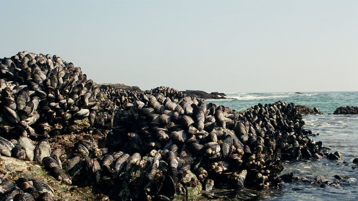 Steine ragen aus dem Meer und sind komplett von Muscheln bedeckt.