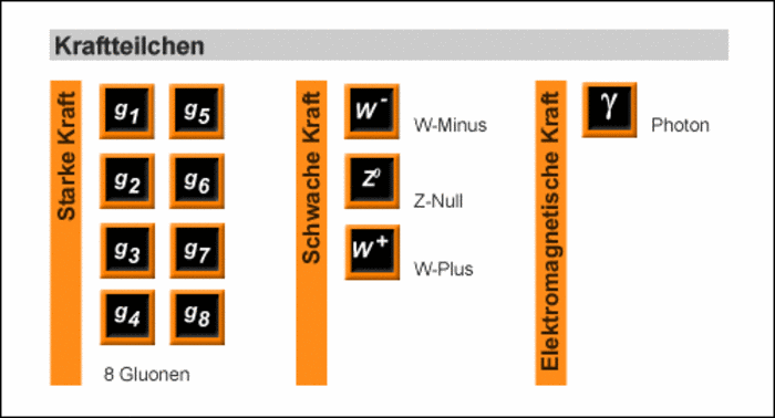 Zu jeder der drei Kräfte gibt es mehr oder weniger viele Kraftteilchen: Zur Starken Kraft existieren acht Gluonen, zur Schwachen Kraft existieren das W-Minus, das Z-Null und das W-Plus, zur elektromagnetischen Kraft existiert das Photon.