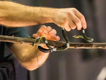 Hände halten eine Schlange, deren Leib mit Klebebändern versehen ist.