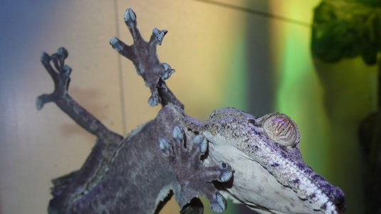 Ein Gecko haftet auf einer Glasscheibe, der von unten zu sehen ist.