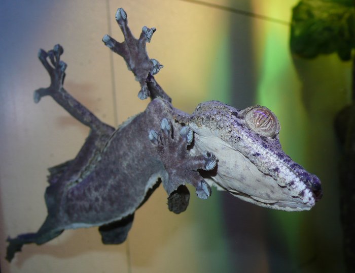 Gecko auf einer Glasplatte Ein Gecko von unten, der an einer Glasplatte haftet.