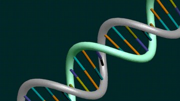 Ausschnitt aus der Doppelhelix eines DNS-Moleküls