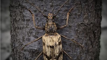Das Foto zeigt einen Käfer an einem Baum.